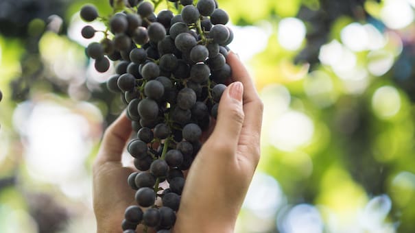 Rituales de Año Nuevo: ¿por qué recomiendan comer 12 uvas y qué significa?
