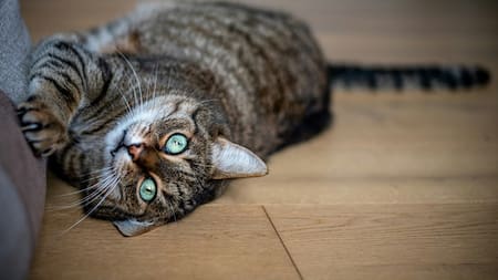 Gatos, mascotas. Foto: Unsplash.