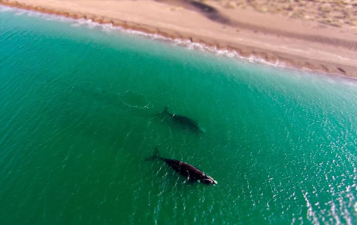 El Doradillo, lugar emblemático en la Patagonia Argentina. Foto: Madryn.ong.
