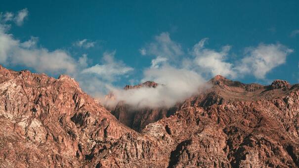 Comunidades indígenas y ONG's se unen para reforestar y restaurar ecosistemas en la Cordillera de los Andes