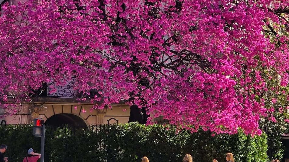 Florecen los lapachos en CABA.