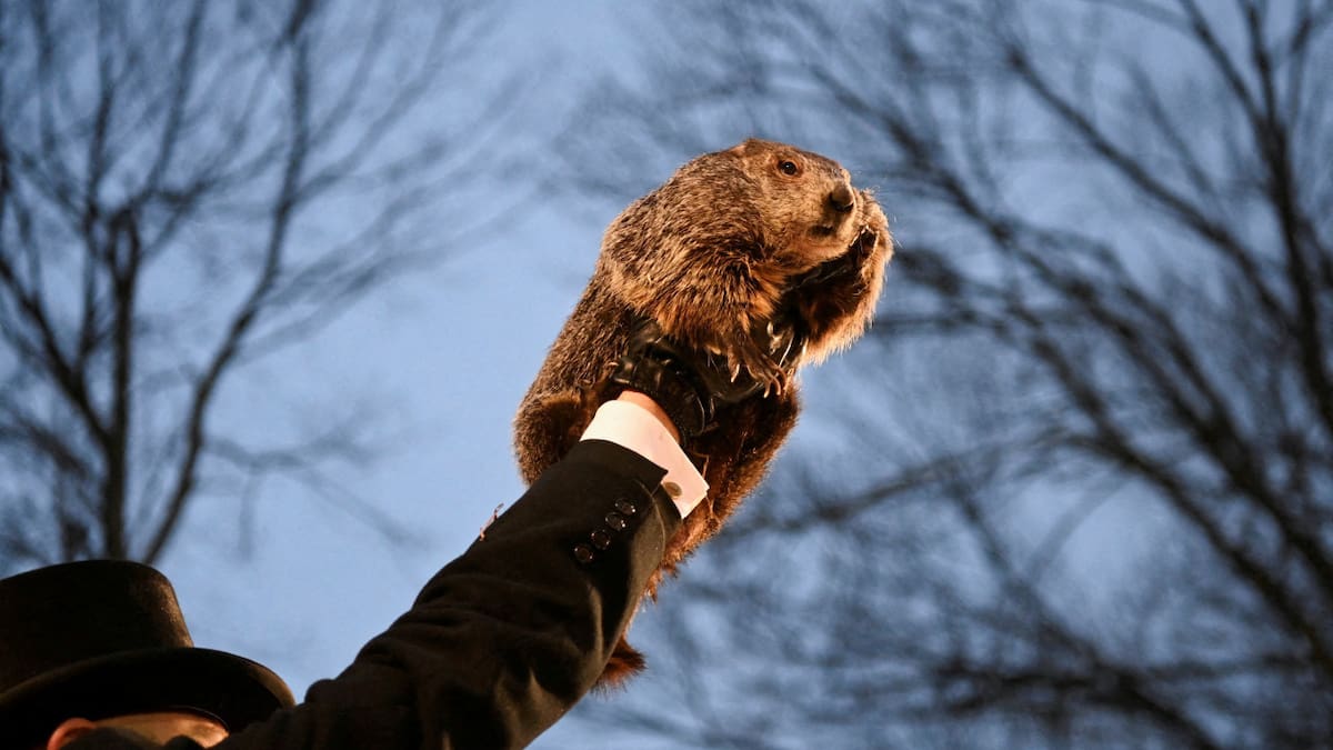 La Marmota Phil. Foto: Reuters.
