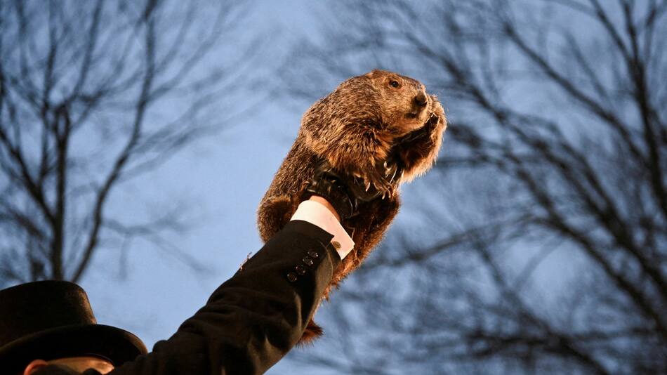 La Marmota Phil. Foto: Reuters.