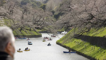 El cambio climático está adelantando el comienzo de la floración de los cerezos ("sakura") japoneses. Foto: EFE.