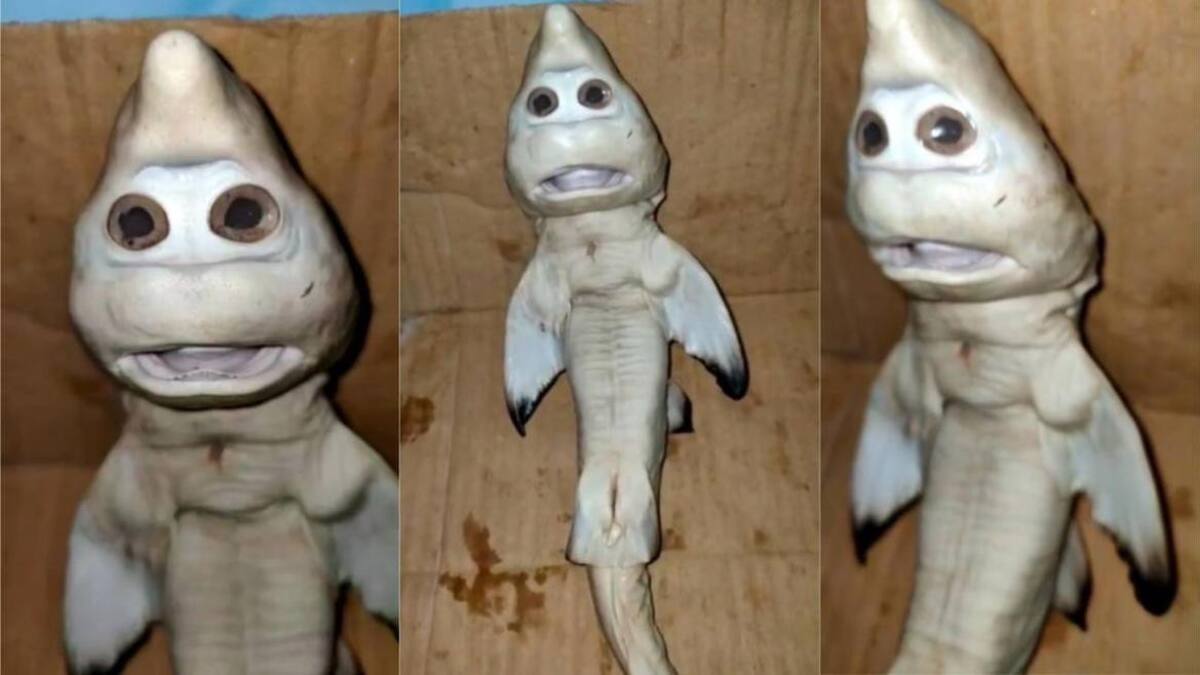Aparece un extraño tiburón bebé con