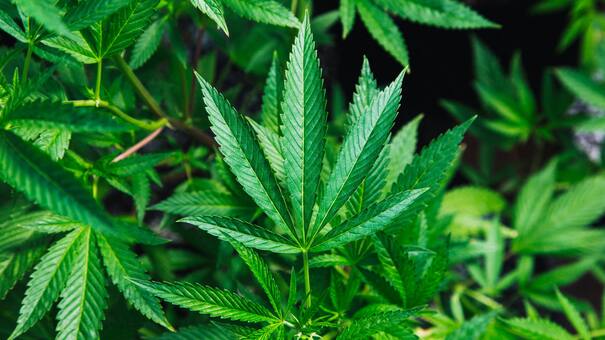 Consumo de marihuana: alertan que su dependencia causaría riesgo de muerte, esquizofrenia y psicosis