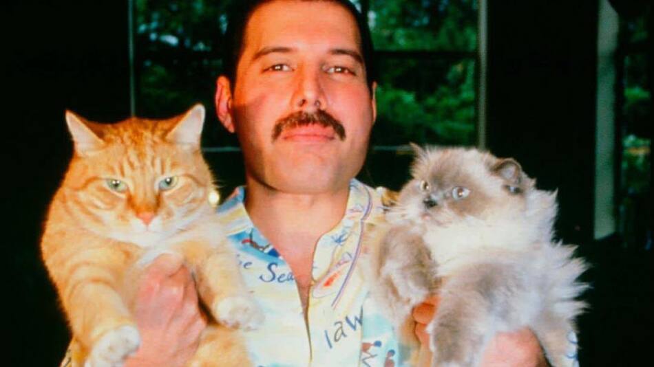 Freddie Mercury y su amor por los gatos. Foto: Instagram.