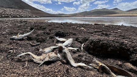 Alerta en México por la sequía de un dique: miles de animales muertos por la falta de pasto y agua