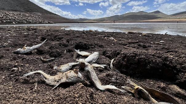 Alerta en México por la sequía de un dique: miles de animales muertos por la falta de pasto y agua