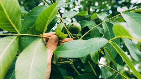 Todo sobre el árbol de pistacho: cómo cuidarlo y cuánto tarda en dar sus primeros frutos