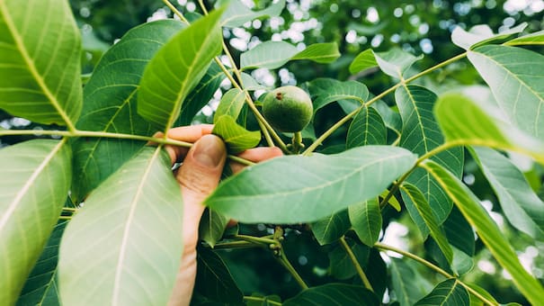Todo sobre el árbol de pistacho: cómo cuidarlo y cuánto tarda en dar sus primeros frutos