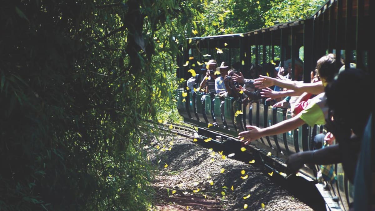 El sorprendente tren eléctrico escondido en la selva argentina: dónde queda y cuál es su recorrido