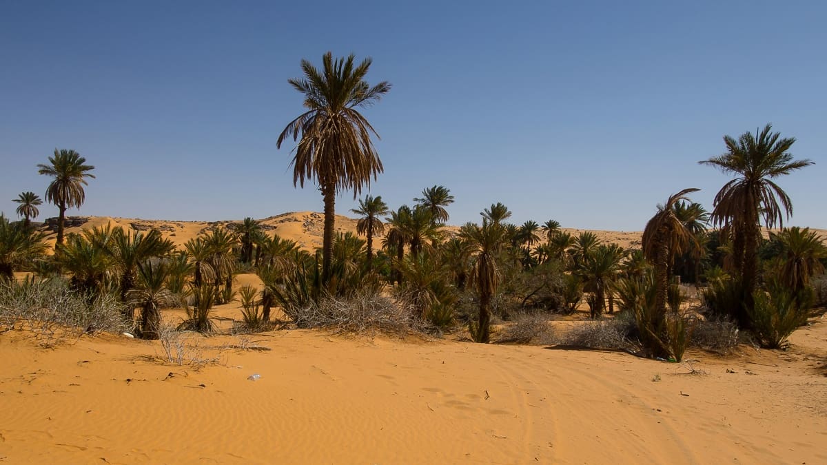 Sin cemento ni ladrillos: la increíble muralla verde de 8.000 kilómetros que África construye para frenar al desierto del Sáhara