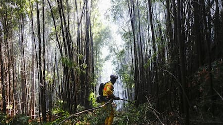 Incendios en Chile: la UE se suma a la lucha contra el fuego que ya se cobró más de 20 vidas. EFE