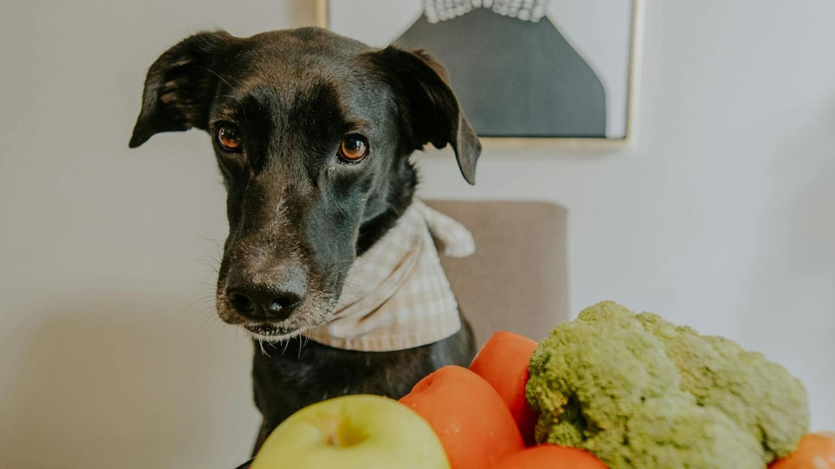 Perro, animales, comida. Foto: Unsplash.