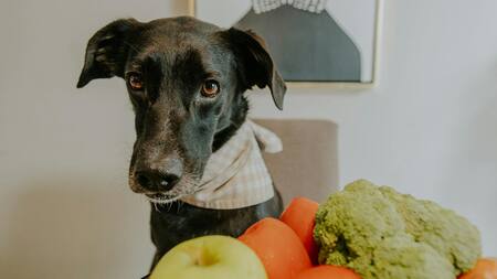 Perro, animales, comida. Foto: Unsplash.