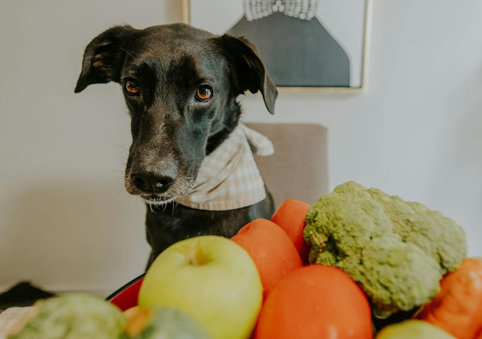 Perro, animales, comida. Foto: Unsplash.