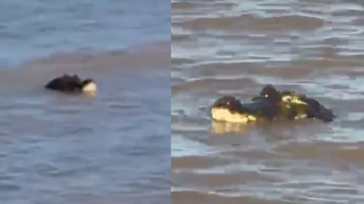 Yacaré en una playa de Rosario.