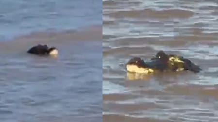 Interrumpió la calma de la playa: apareció un yacaré en las costas de Rosario y generó alarma