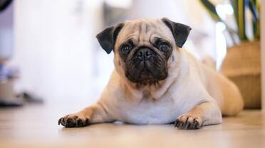 Comportamiento canino: por qué algunos perros rompen todo cuando se quedan solos en casa