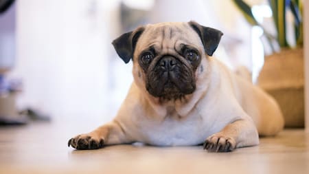 Perros de hocico chato.