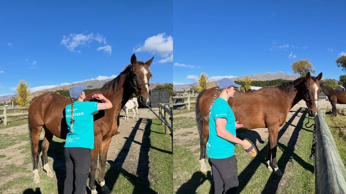 El santuario animal Kind Farm busca voluntarios internacionales para ocuparse de caballos, ponis y burros.