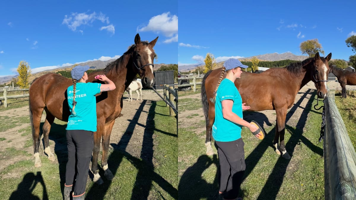 Buscan voluntarios para ocuparse de caballos, ponis y burros: ofrecen alojamiento gratis y capacitación completa