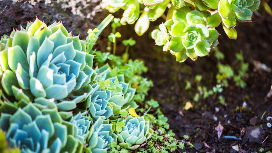 Suculentas, plantas.