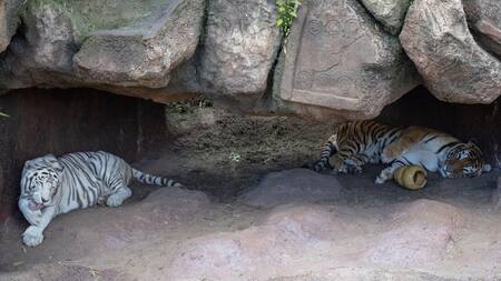 Durante el evento de inauguración, Romina jugaba con un recipiente lleno de pollo, mientras Dali descansaba bajo las sombras entre rocas y árboles. Foto: EFE.