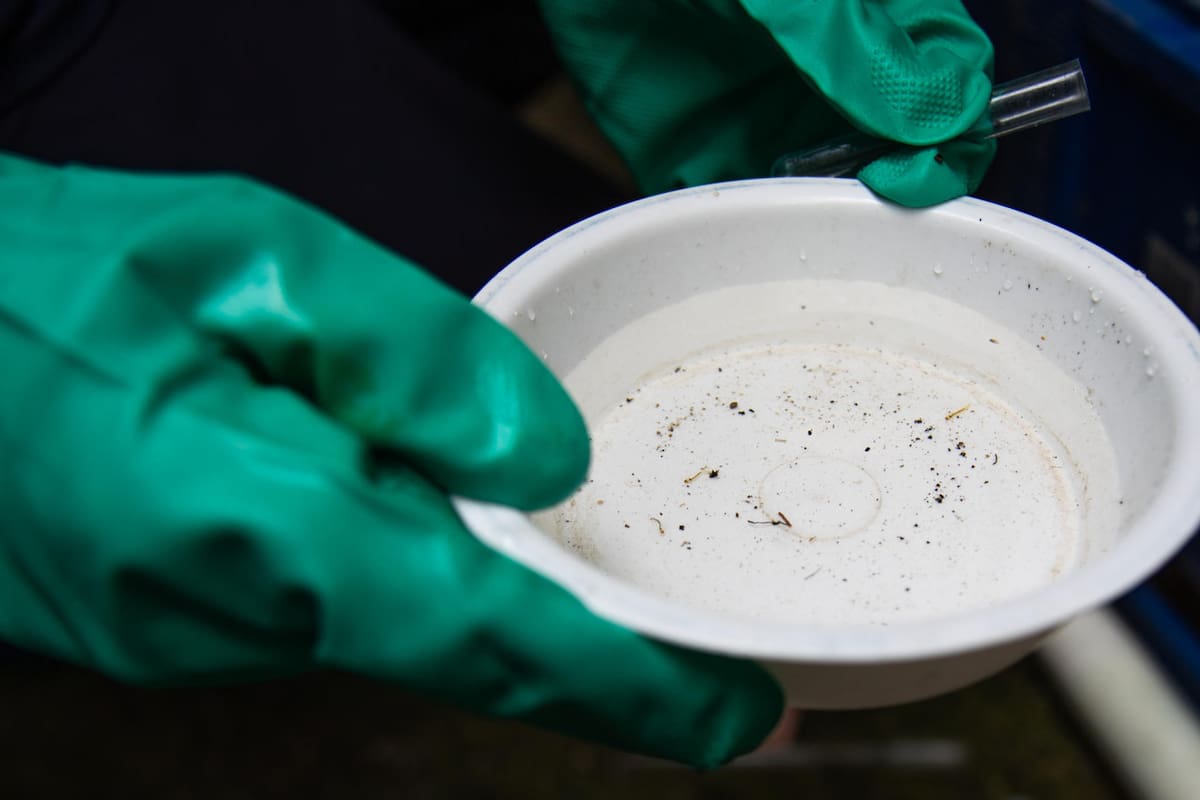 Dengue en Brasil. Foto: EFE