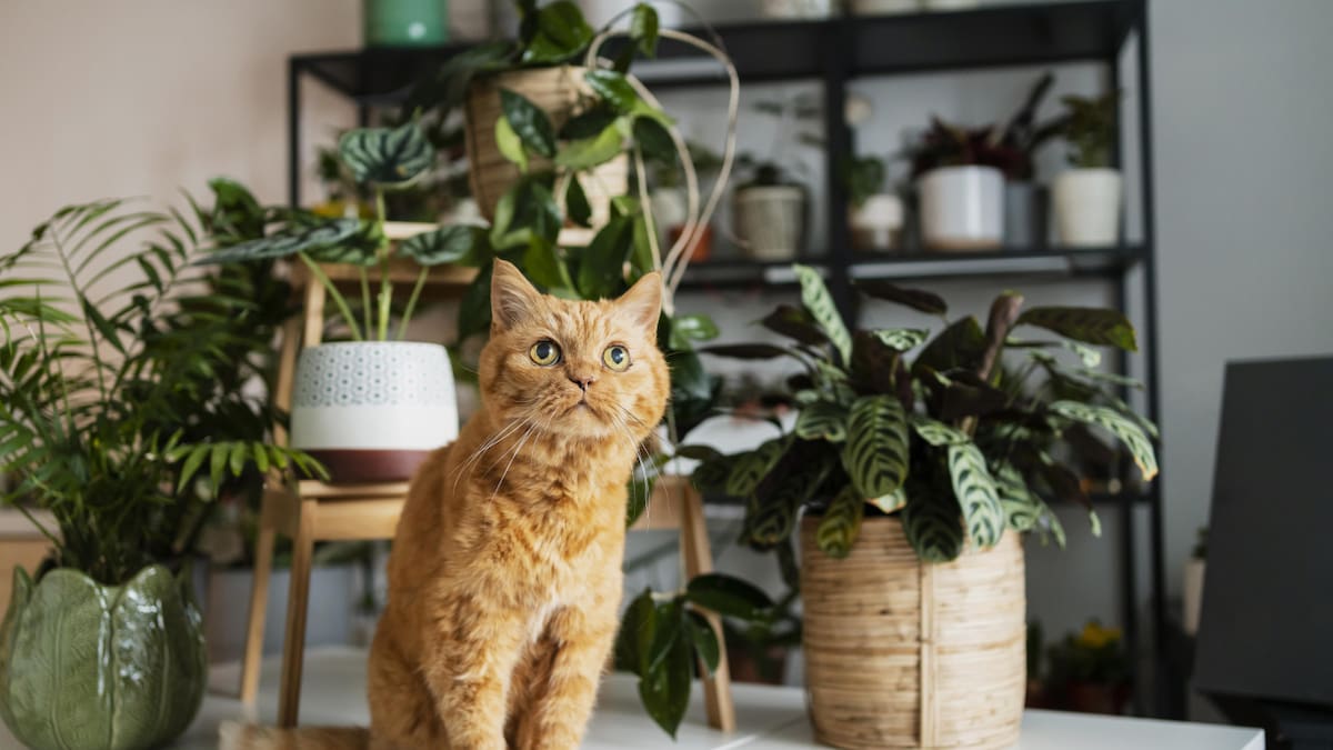 Cuáles son las plantas que ayudan a purificar el aire.