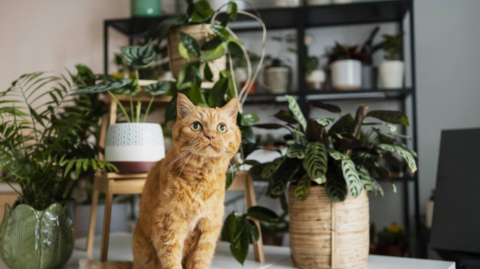 Cuáles son las plantas que ayudan a purificar el aire.