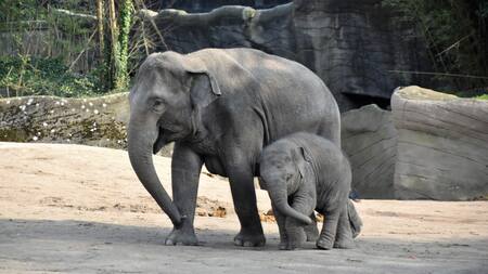 Un bebé elefante se reencontró con su mamá en la India. Foto Unsplash.