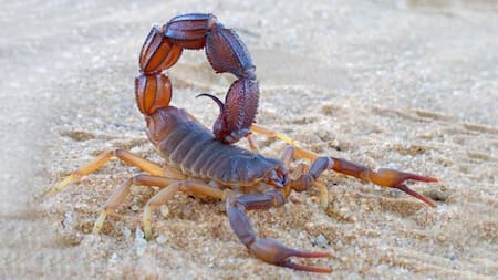 Un niño de cuatro años murió por la picadura de un alacrán en Santa Fe