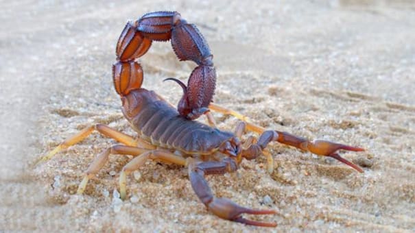 Un niño de cuatro años murió por la picadura de un alacrán en Santa Fe