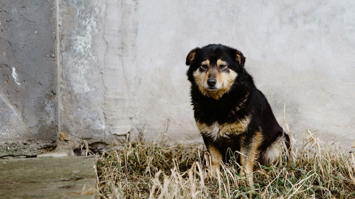 Perro abandonado. Foto: Unsplash