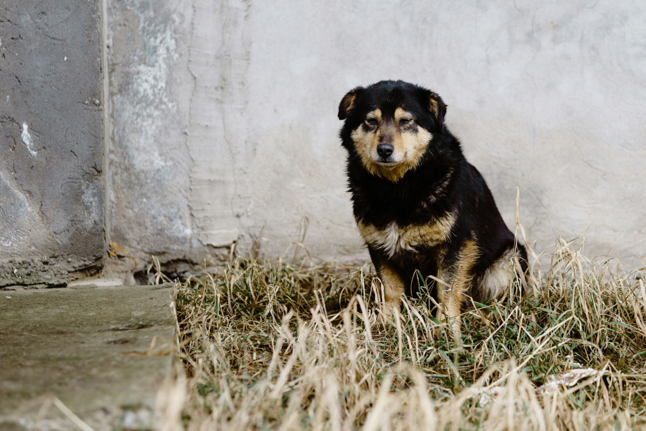 Perro abandonado. Foto: Unsplash