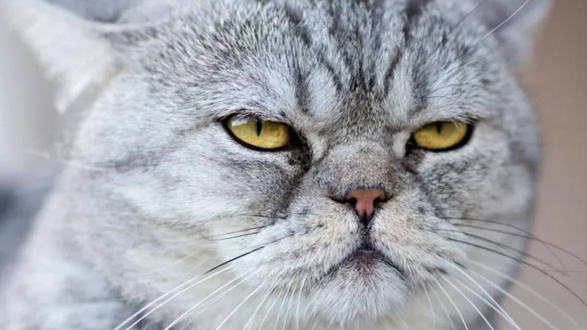 Dia del gato. Foto: Google
