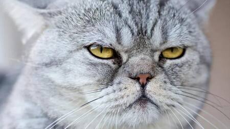 Dia del gato. Foto: Google