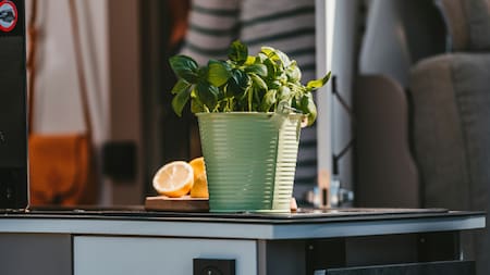 Las 4 reglas de oro para mantener la albahaca saludable y espléndida