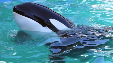 Muere Lolita, la orca cautiva en el Miami Seaquarium. Foto: Twitter