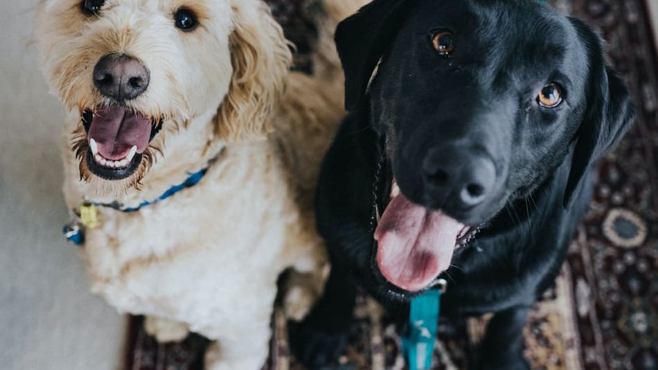 No todos los alimentos que forman parte del menú humano pueden ser ingeridos por los perros.  Foto: Unsplash.