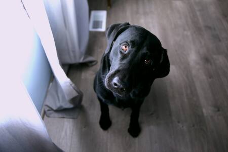 Estudio asegura que los perros saben si las personas mienten. Foto: Unsplash.