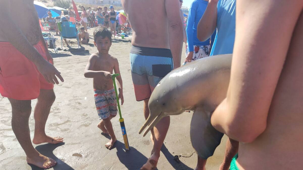 El delfín muerto en Mar del Tuyú. Foto: X @therealbuni.