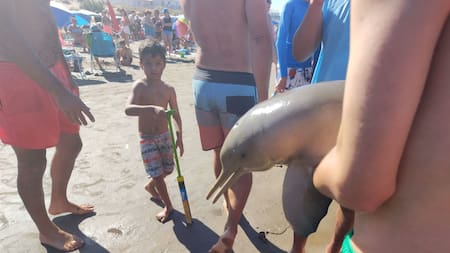 Indignación en Mar del Tuyú: un delfín murió tras ser sacado del mar por un grupo de turistas