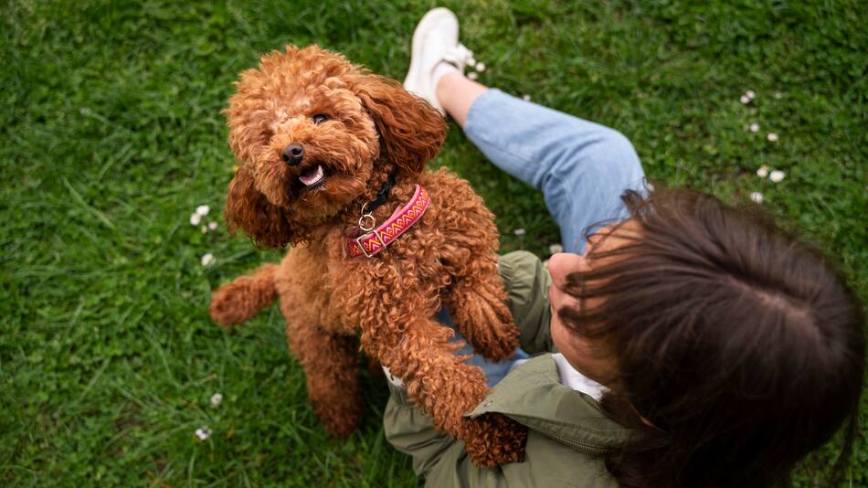 Caniche, perros, mascotas.