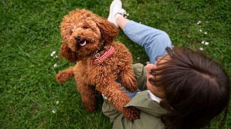Caniche, perros, mascotas.