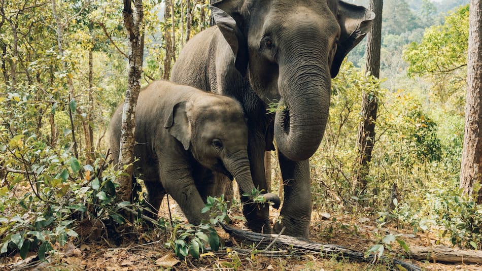Elefantes, animales, peligro de extensión. Foto: Unsplash