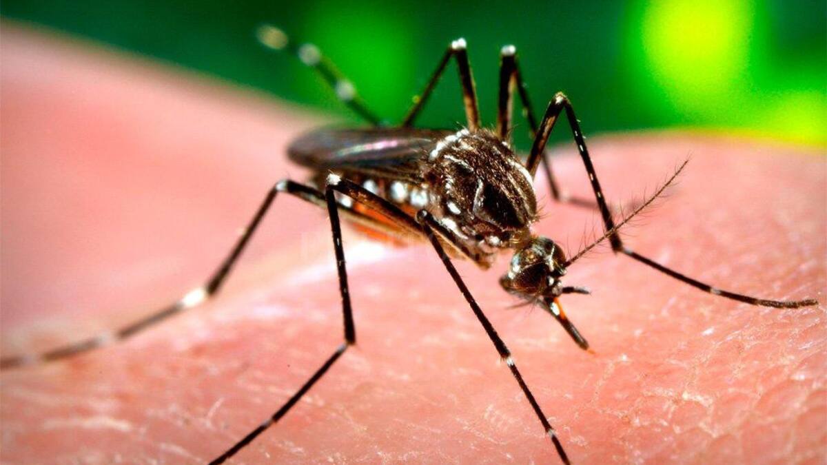 Dengue, Paraguay