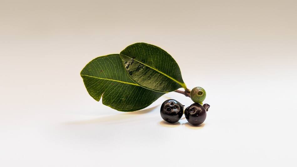 Los beneficios del açaí. Foto: Unsplash